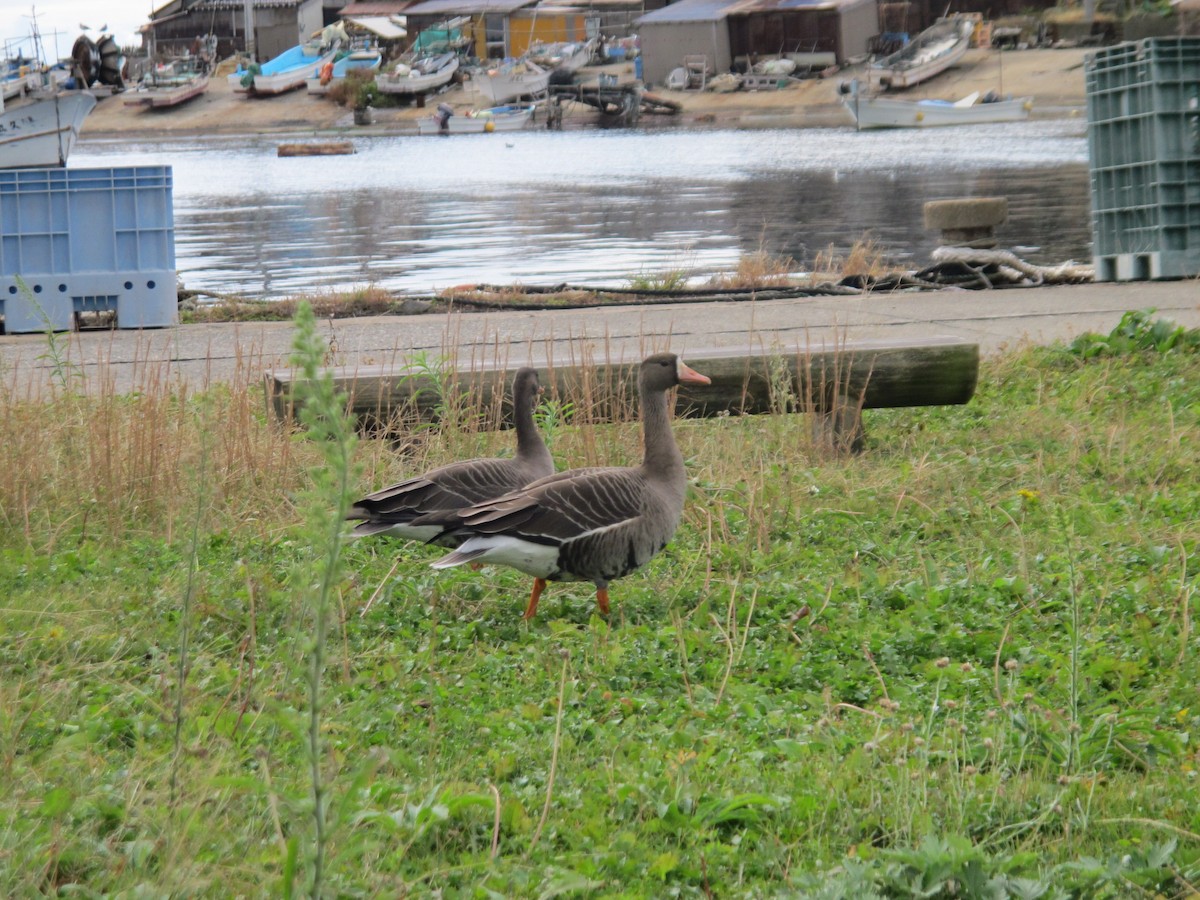 Greater White-fronted Goose - ML363804751