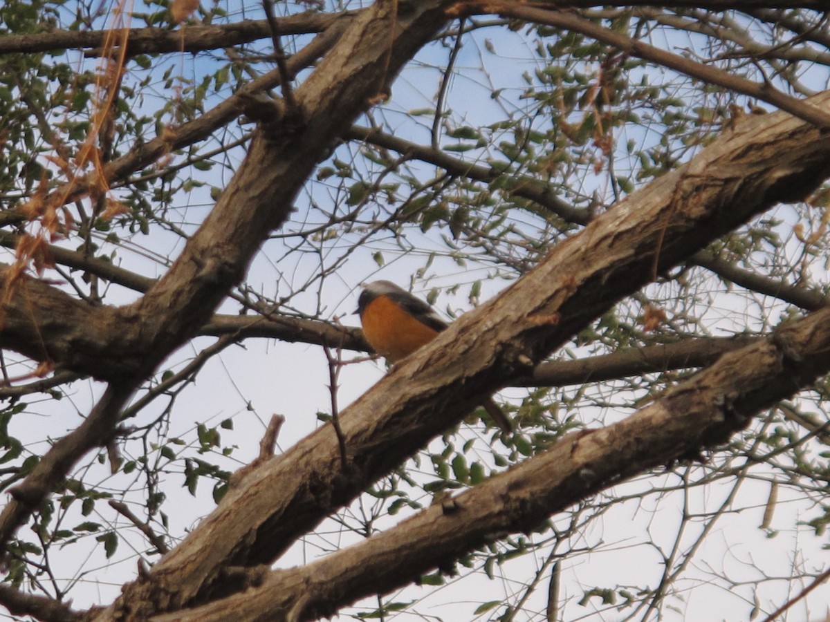 Daurian Redstart - ML363804781