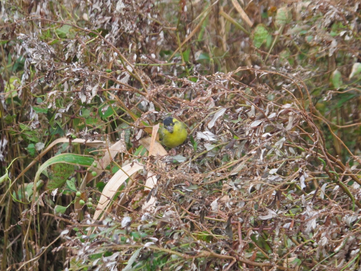 Eurasian Siskin - ML363804821