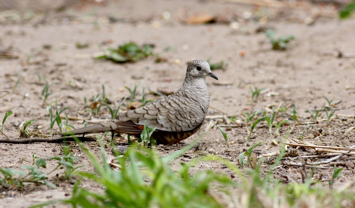 Inca Dove - Jay McGowan