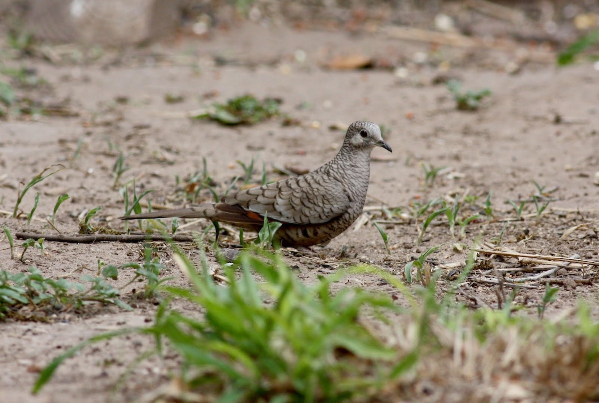 Inca Dove - ML36380581