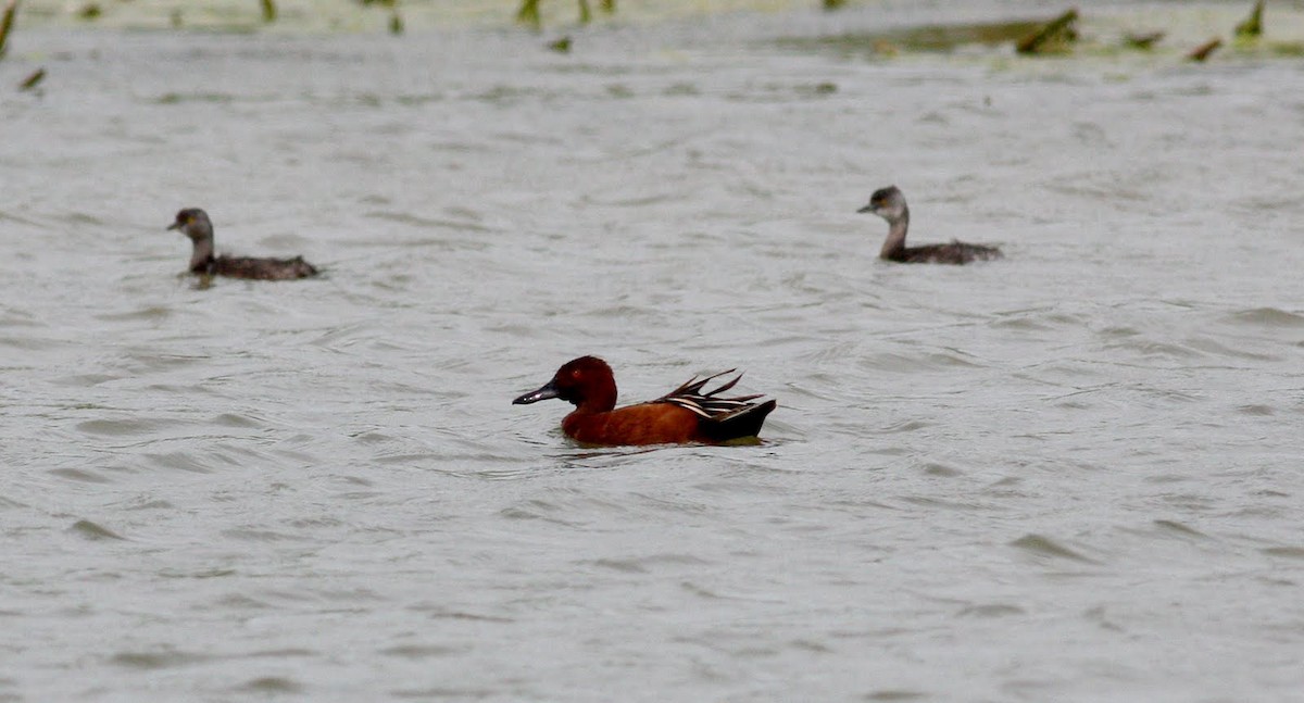 Cinnamon Teal - ML36380631