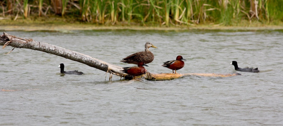 Cinnamon Teal - ML36380641