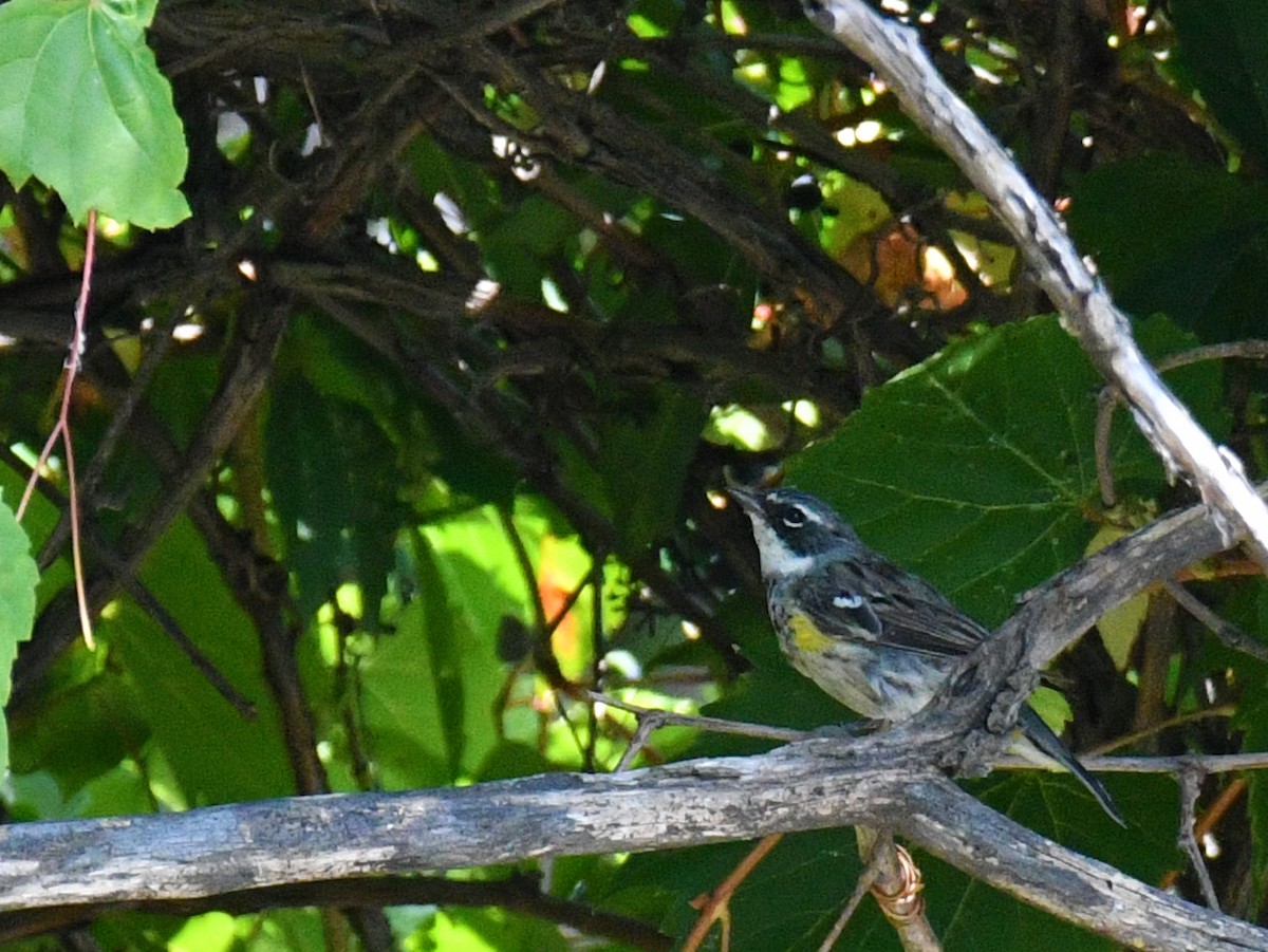Yellow-rumped Warbler - ML363806481