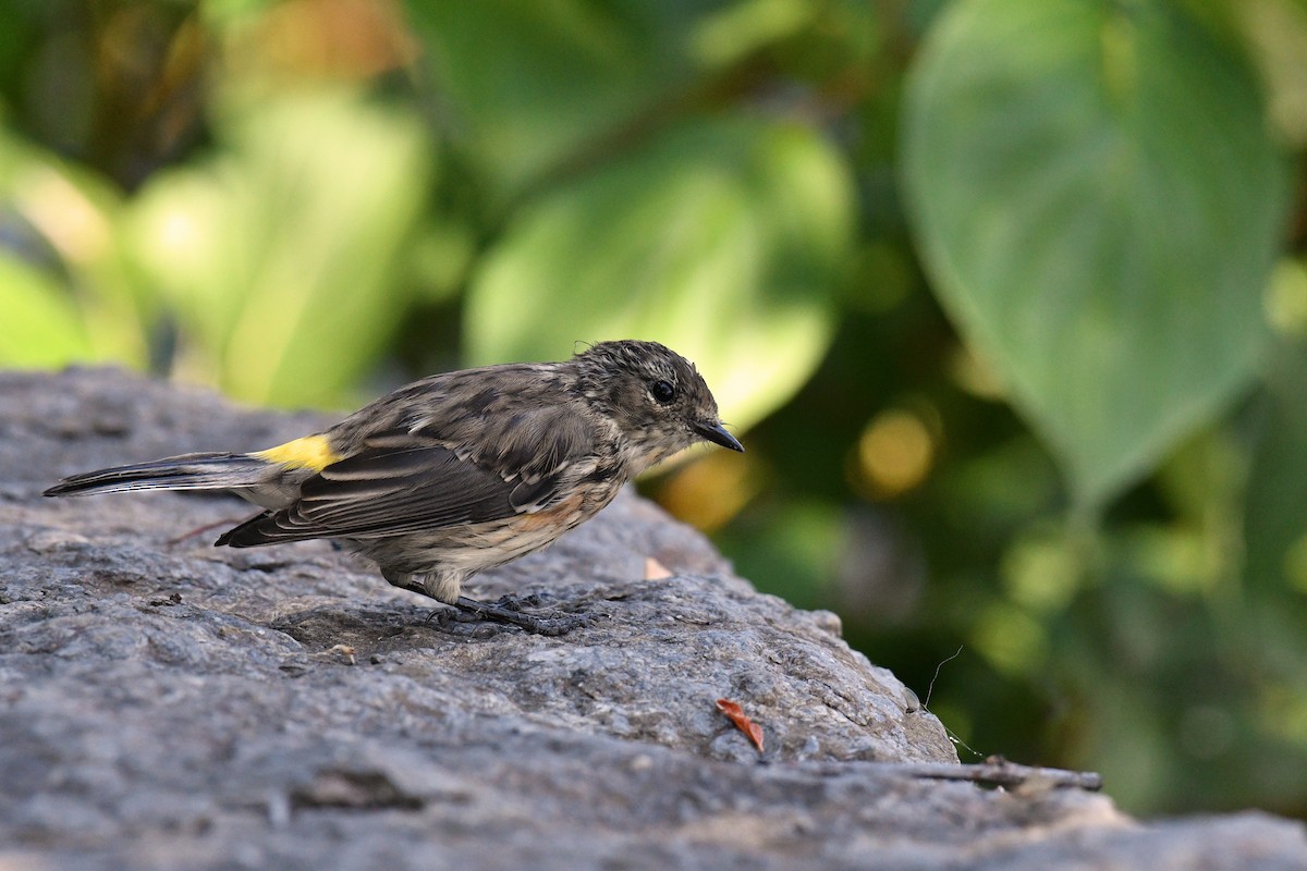 Yellow-rumped Warbler - ML363806521