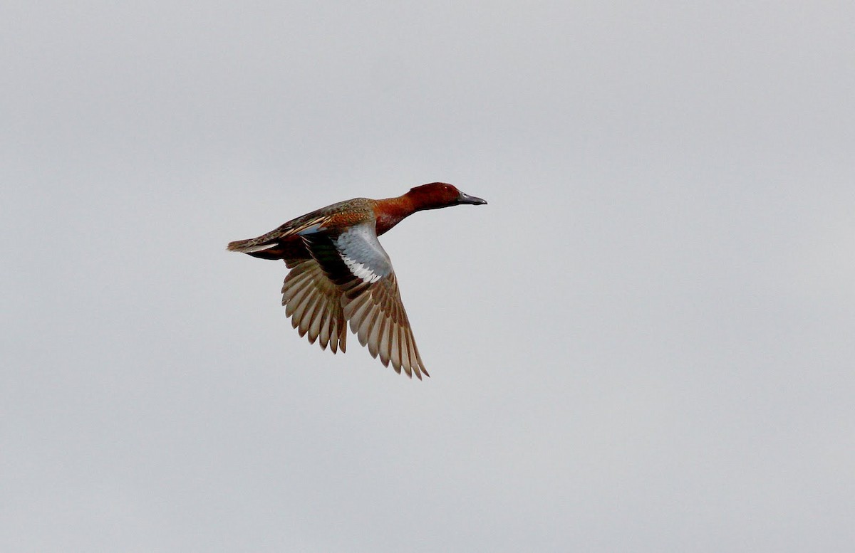 Cinnamon Teal - ML36380741