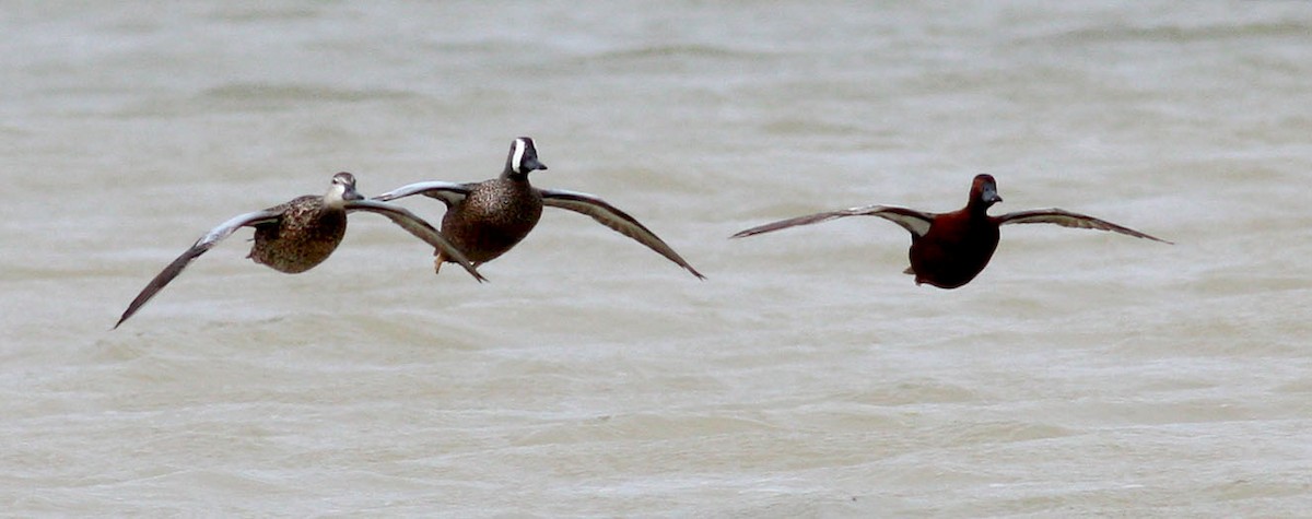 Blue-winged Teal - ML36380791