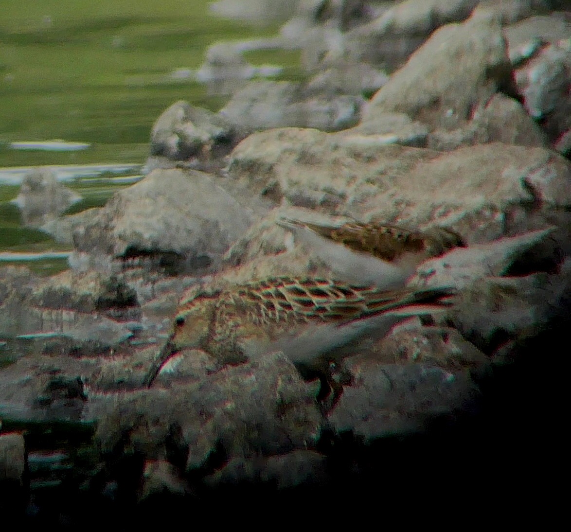 Pectoral Sandpiper - ML363807961