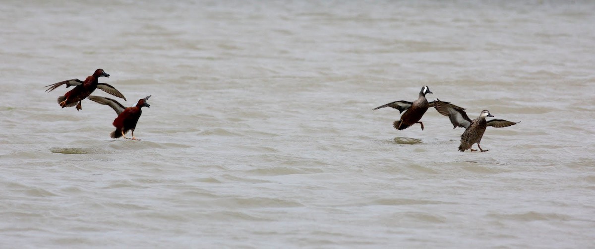 Cinnamon Teal - ML36380861