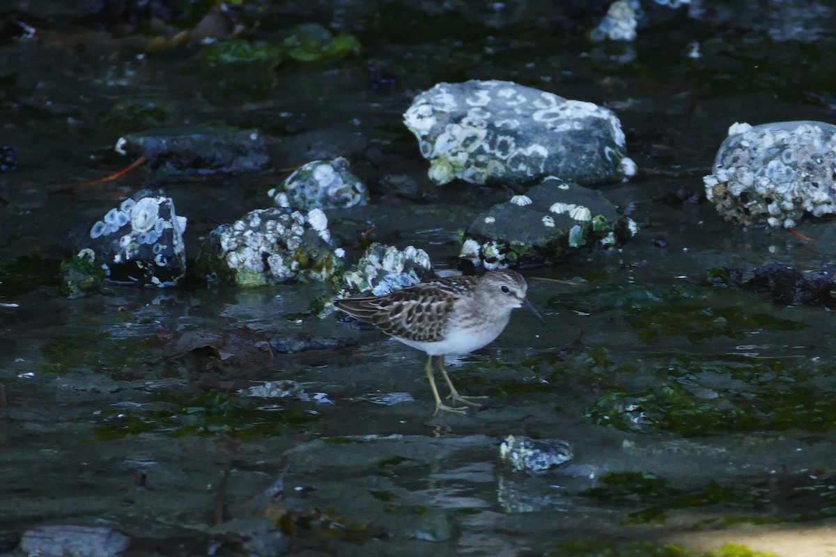 Least Sandpiper - ML363810061