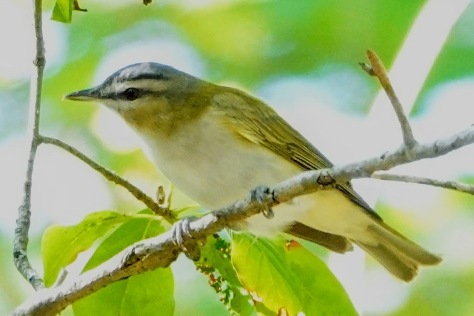 Red-eyed Vireo - ML363810851