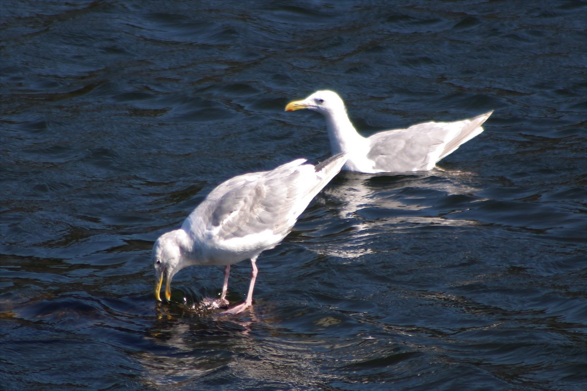 Glaucous-winged Gull - ML363811001
