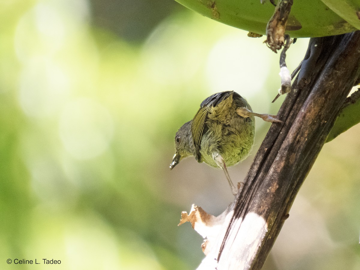 White-bellied Flowerpecker - ML363811841