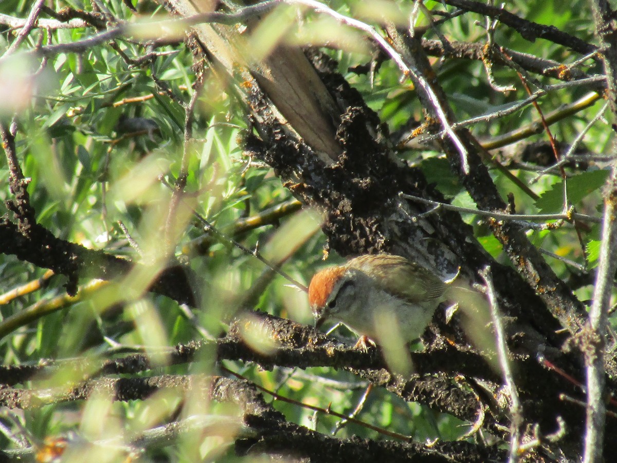 Chipping Sparrow - ML363812991