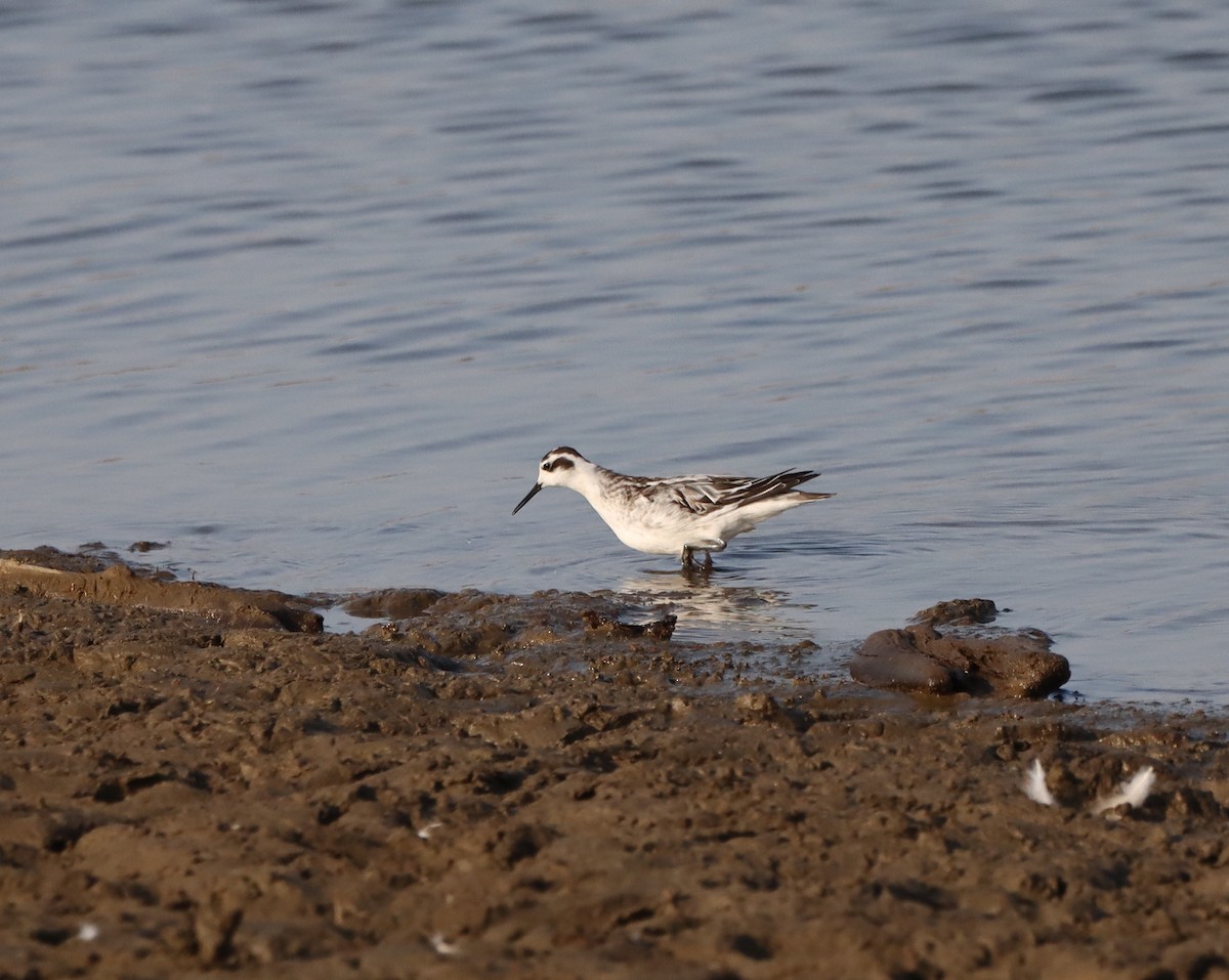 Red-necked Phalarope - ML363813321