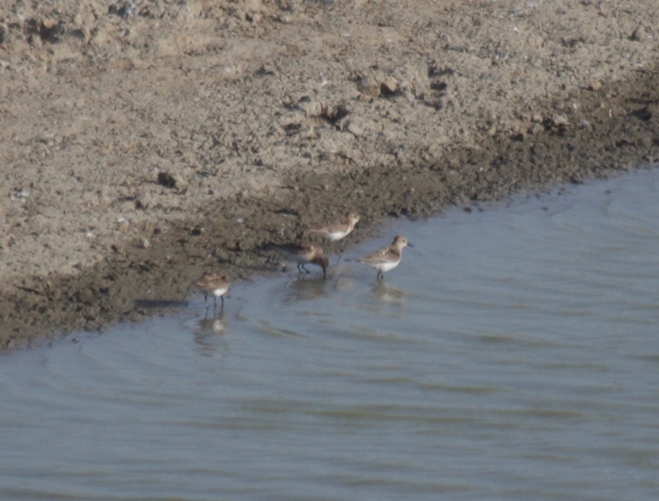 Baird's Sandpiper - ML363813461