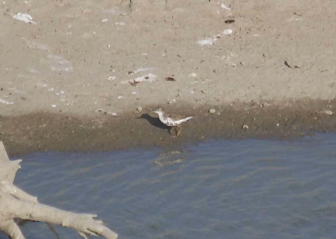 Spotted Sandpiper - Murray DELAHOY