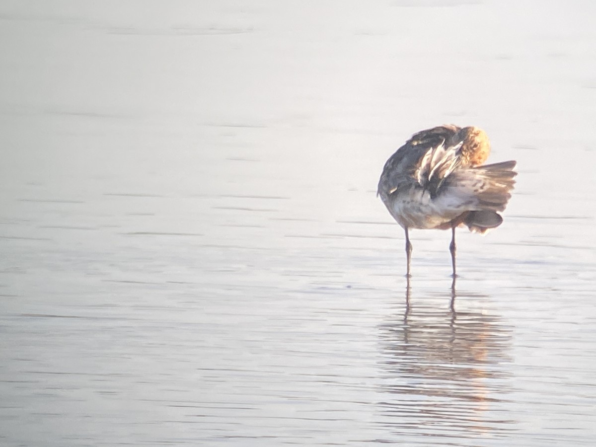 Curlew Sandpiper - ML363814551