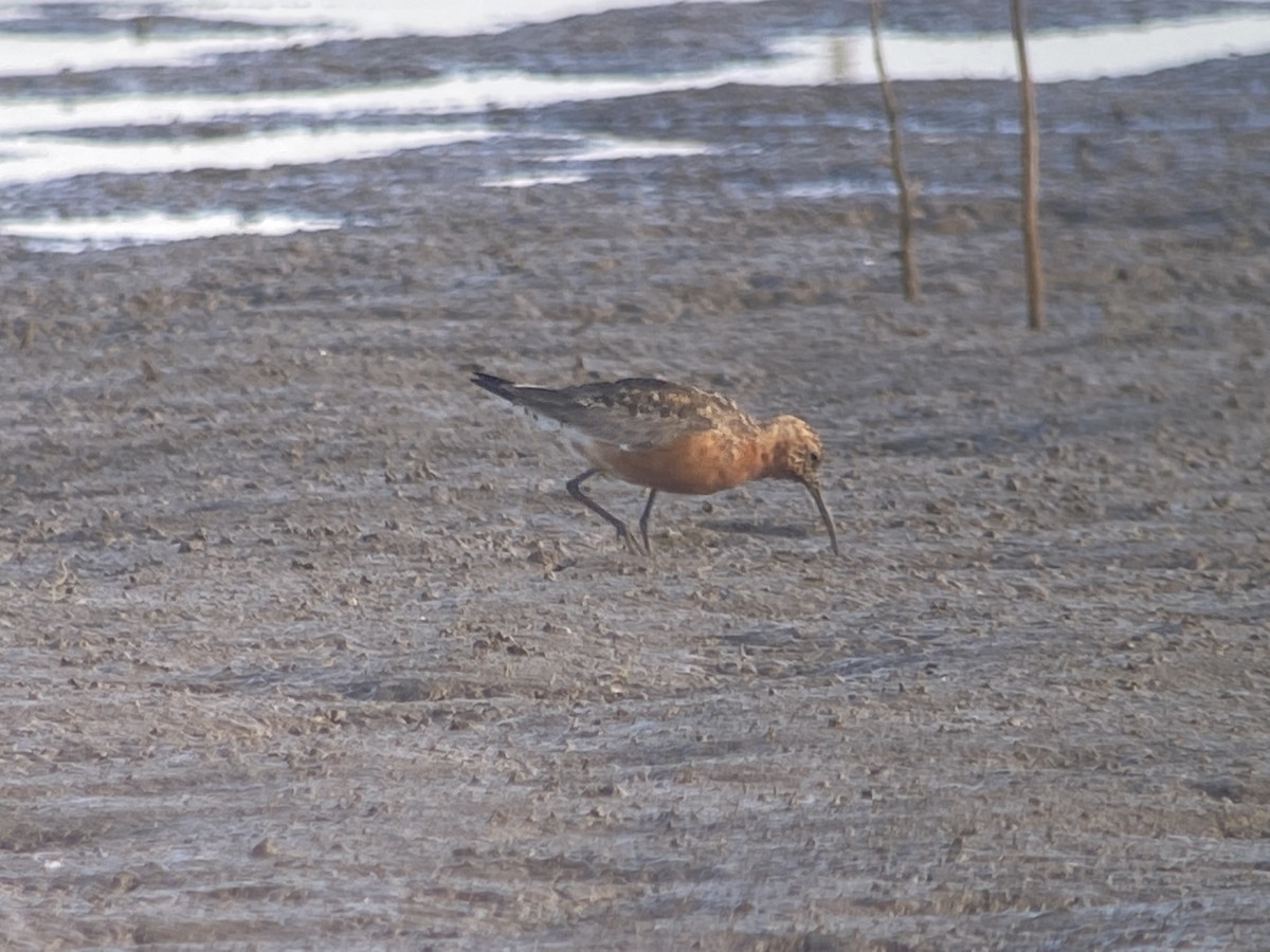 Curlew Sandpiper - ML363814561