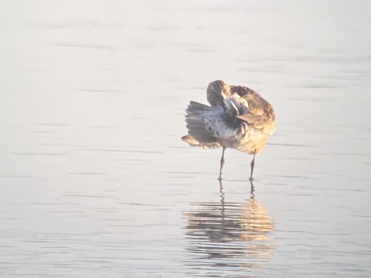 Curlew Sandpiper - ML363814571