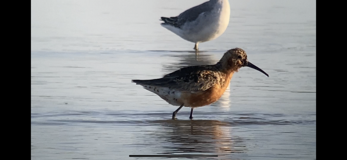 Curlew Sandpiper - ML363814581
