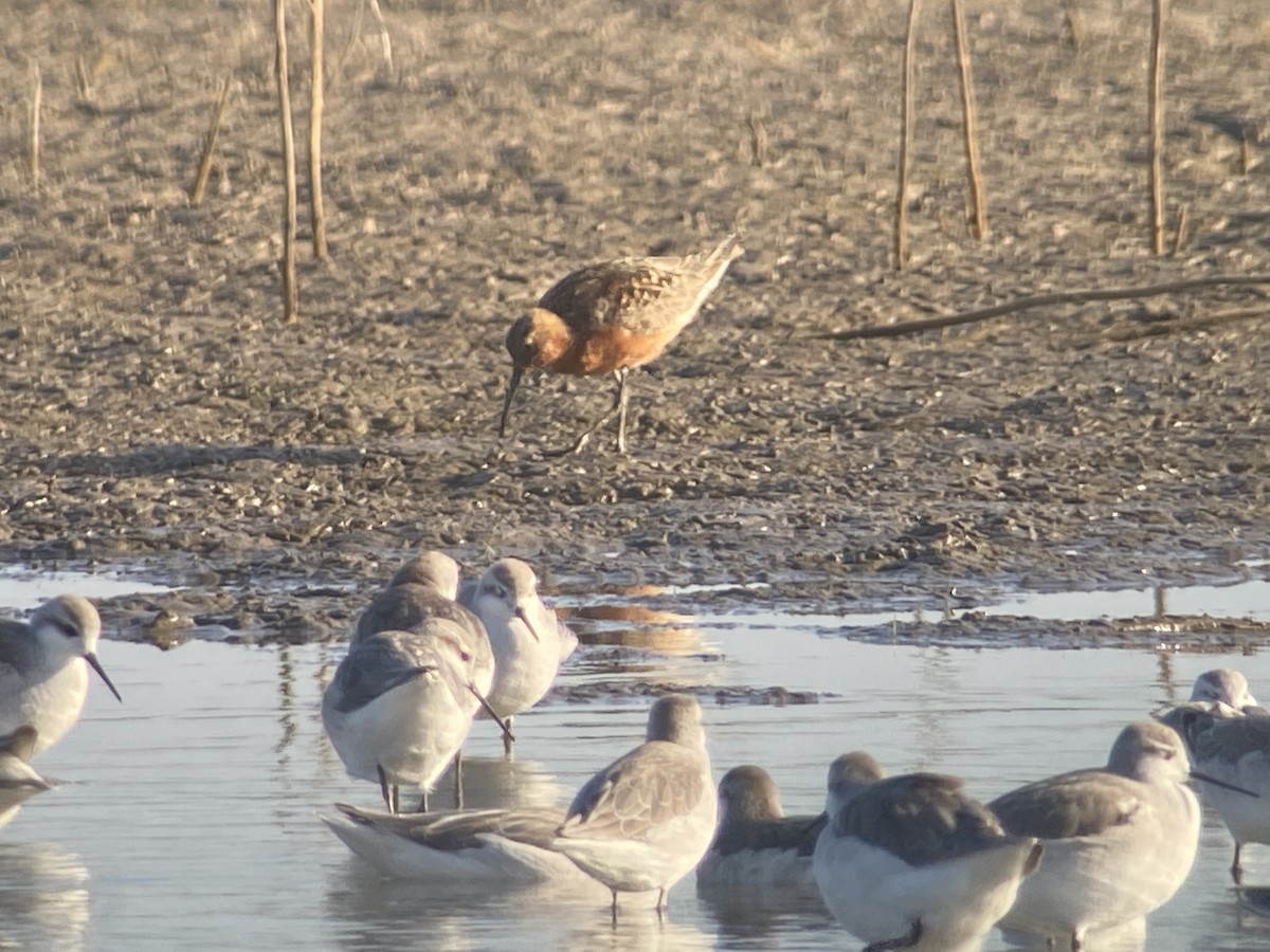 Curlew Sandpiper - ML363814591