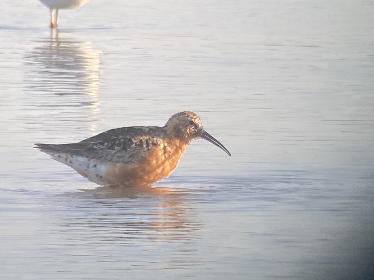 Curlew Sandpiper - Christian Walker