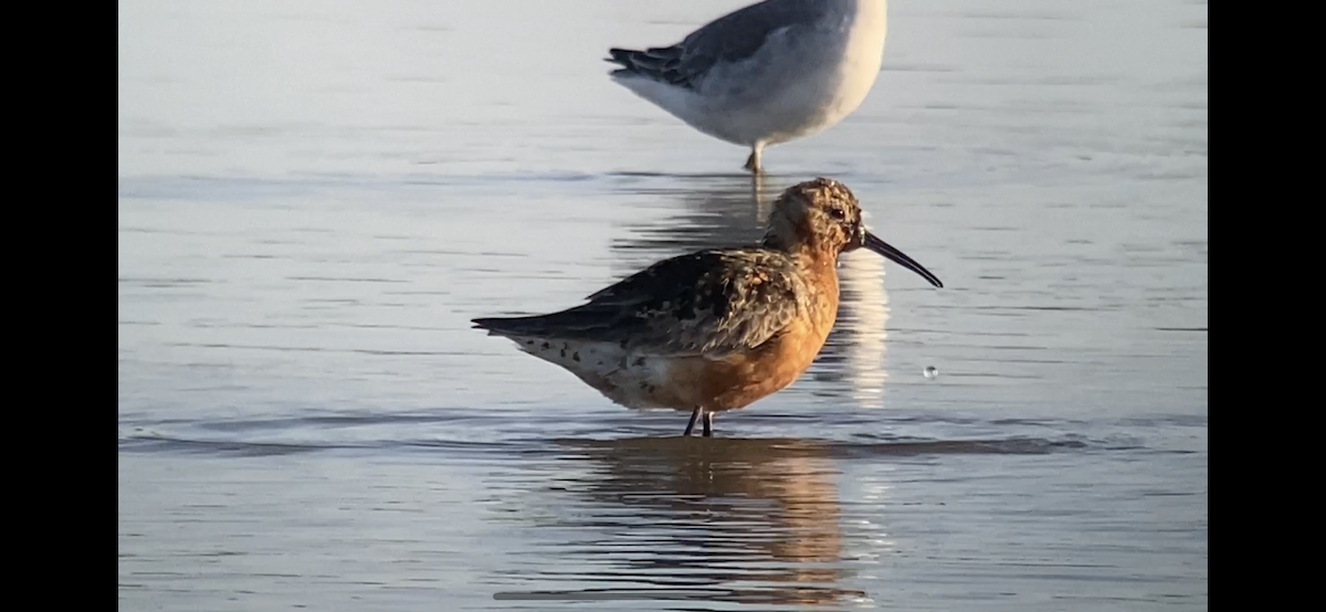 Curlew Sandpiper - ML363814621