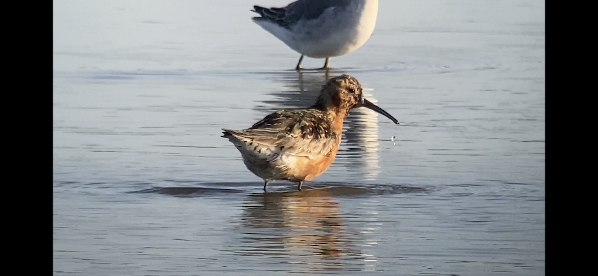 Curlew Sandpiper - ML363814641