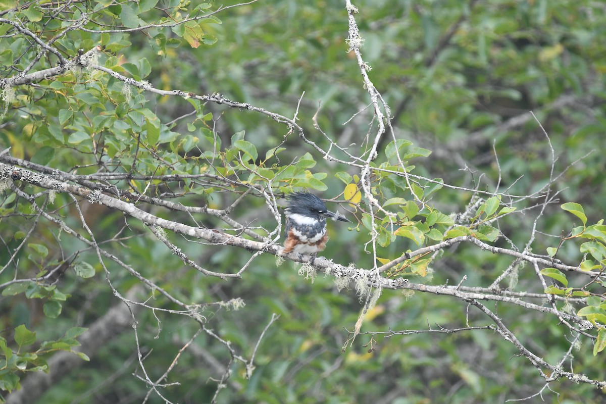 Belted Kingfisher - ML363814651
