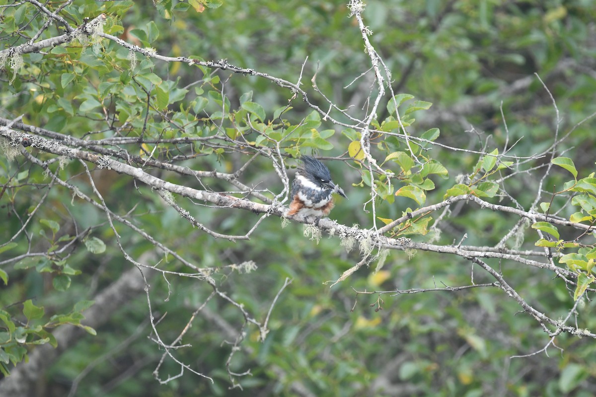 Belted Kingfisher - ML363814661