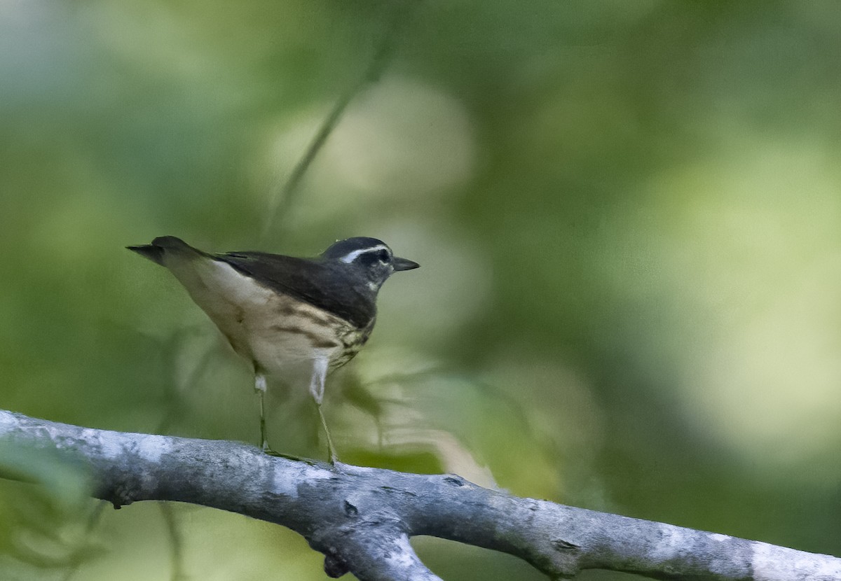 Louisiana Waterthrush - ML363814841