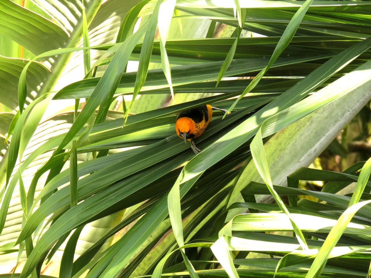 Spot-breasted Oriole - ML363815011