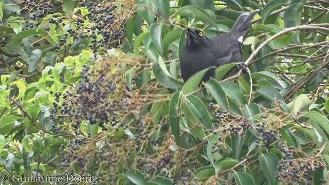 Pied Currawong - ML363815591