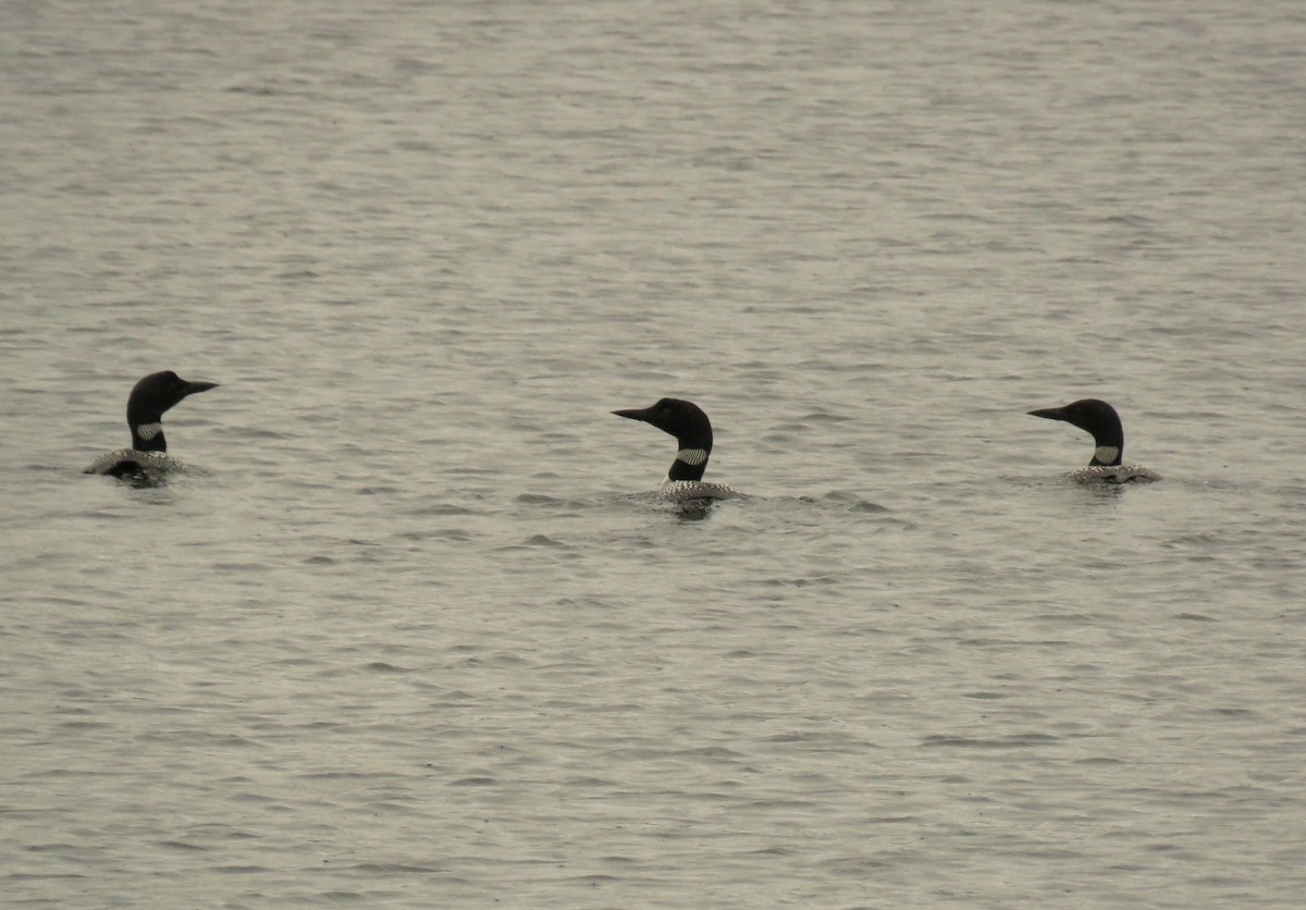 Strolaga maggiore - ML363816011