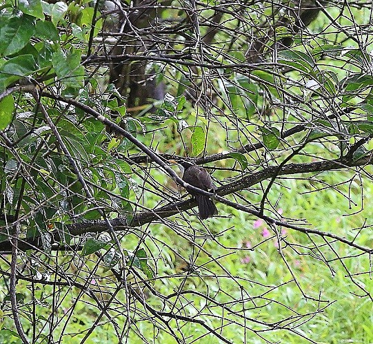 Indian Scimitar-Babbler - ML36381611