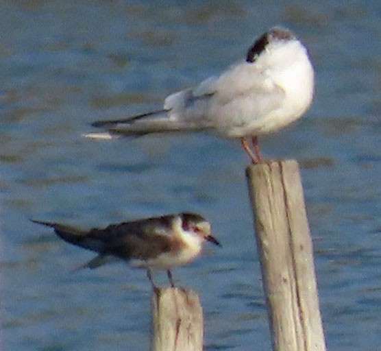 Black Tern - ML363816751