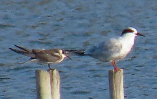 Black Tern - ML363816781