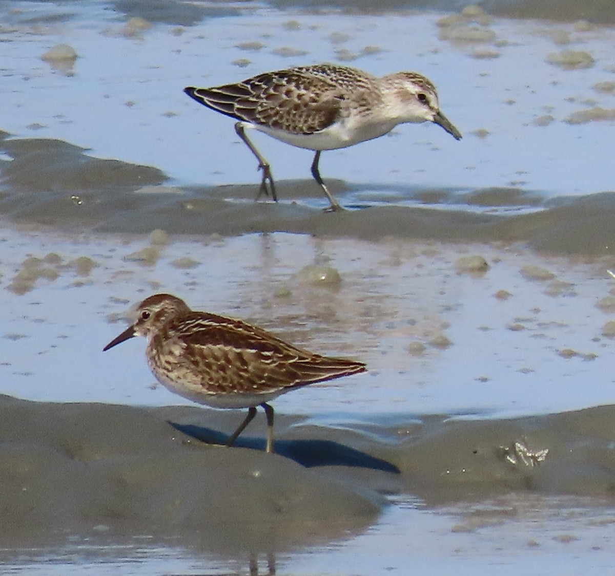 Semipalmated Sandpiper - Laura Burke