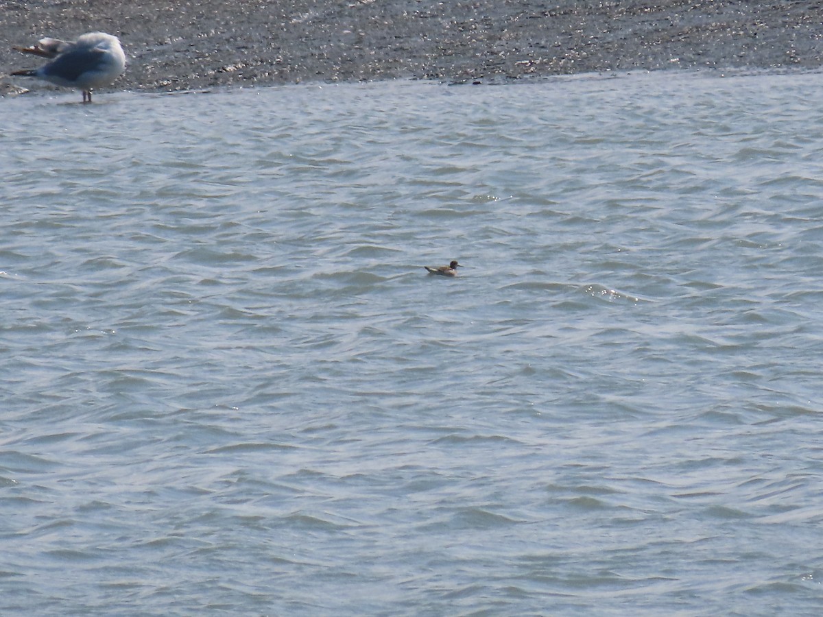 Red-necked Phalarope - ML363817671