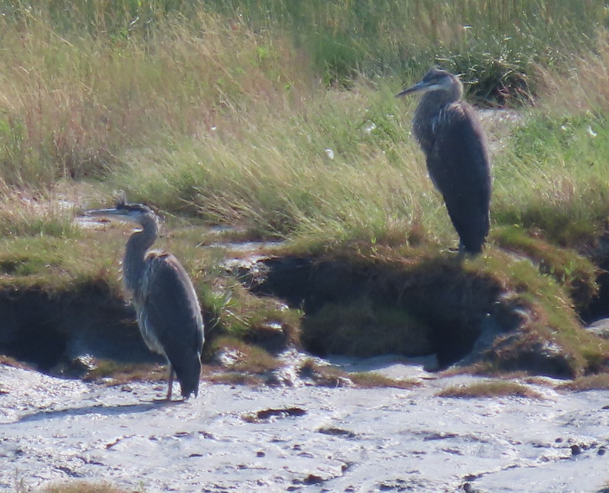 Great Blue Heron - Laura Burke