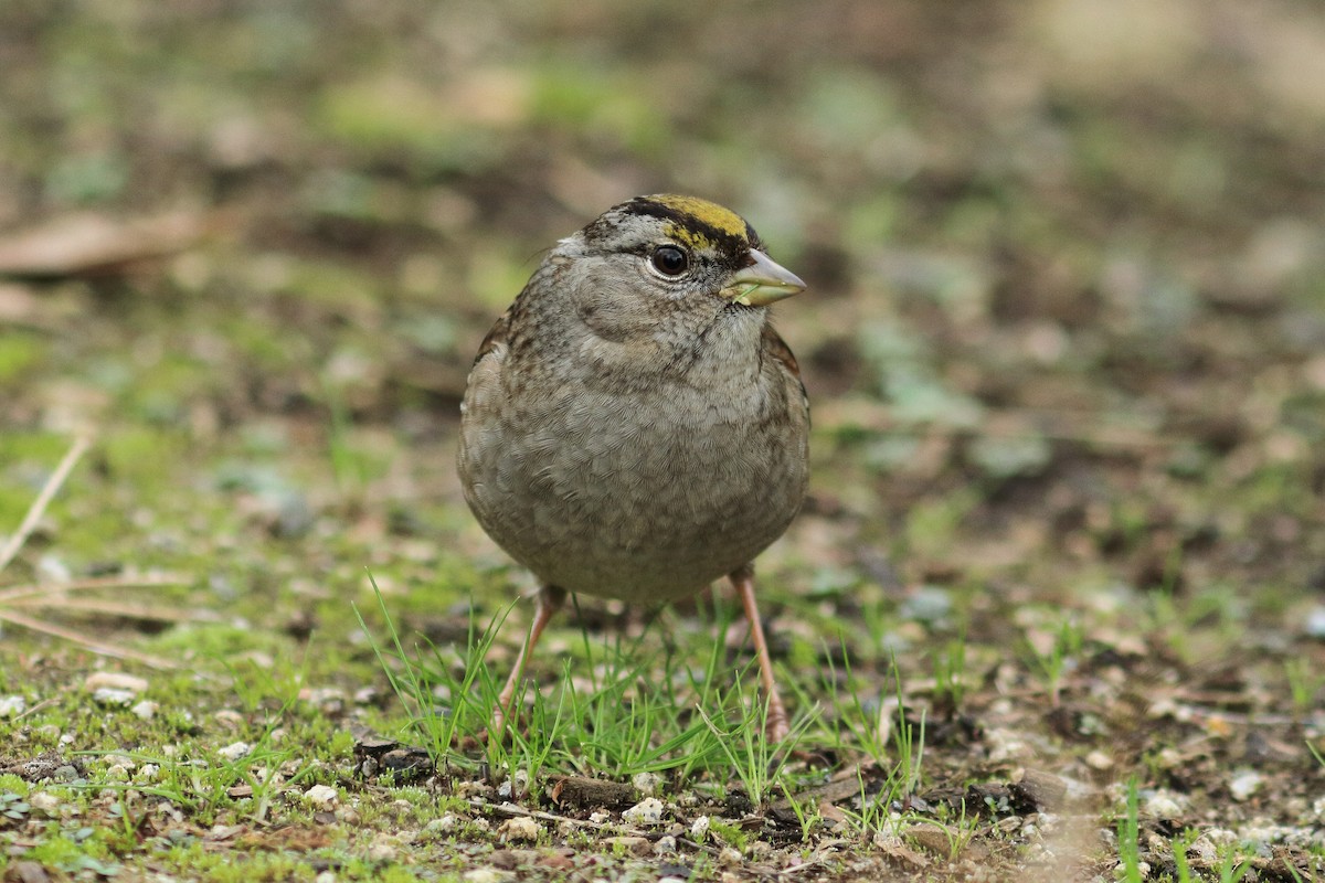 Bruant à couronne dorée - ML363818381