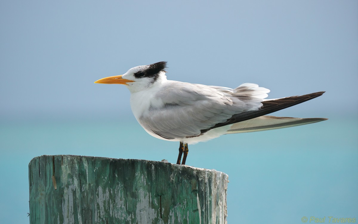 Royal Tern - ML36381961