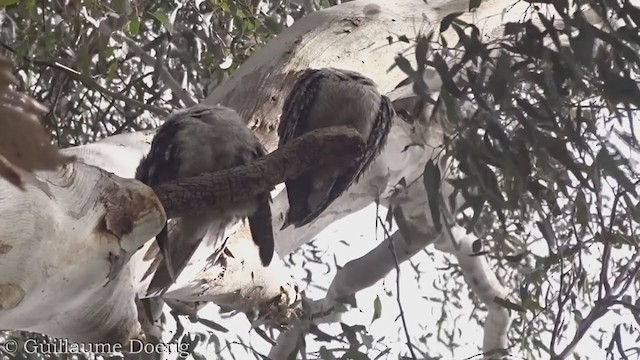 Tawny Frogmouth - ML363820001