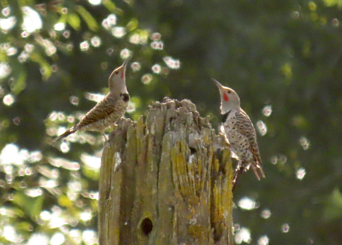 Northern Flicker (Red-shafted) - ML363820511
