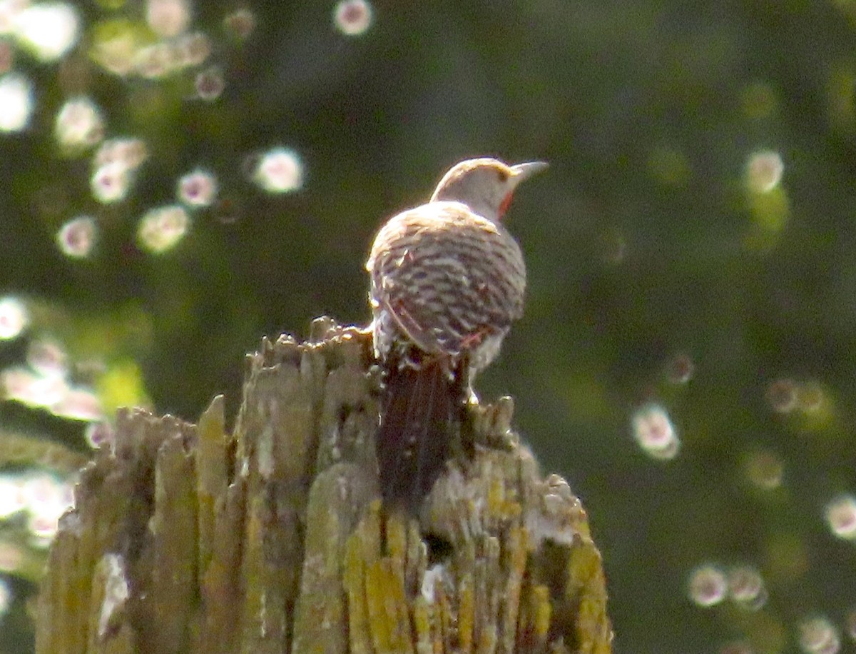 Northern Flicker (Red-shafted) - ML363820521