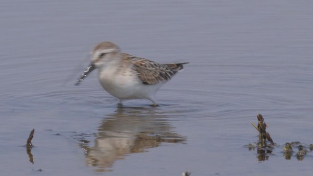 Western Sandpiper - ML363821911