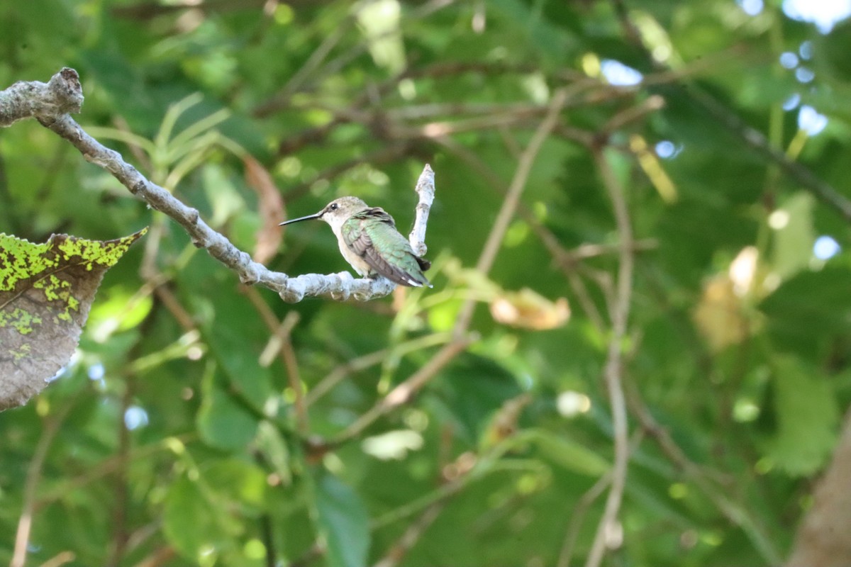 Ruby-throated Hummingbird - ML363823431