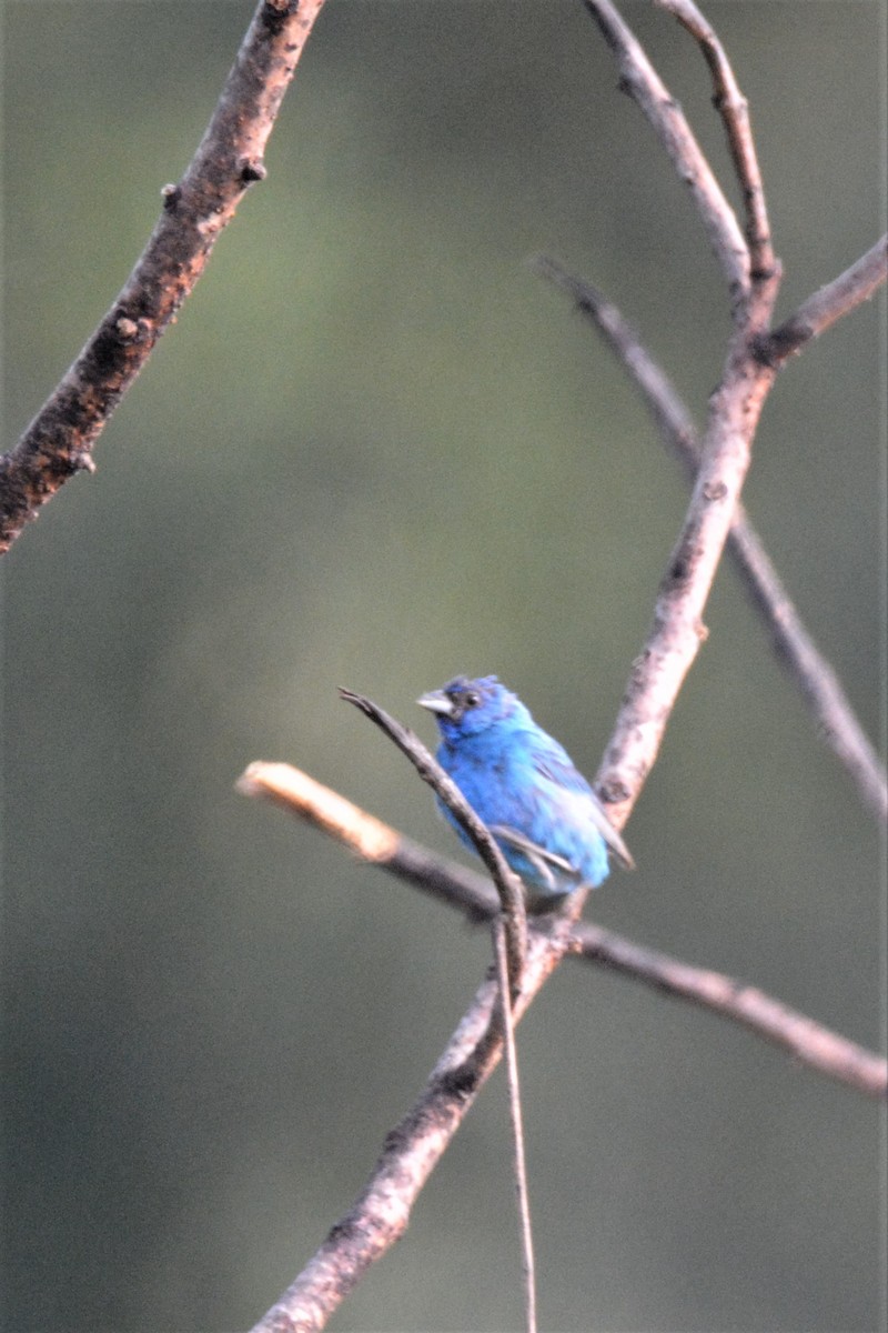 Indigo Bunting - Louise Hewlett