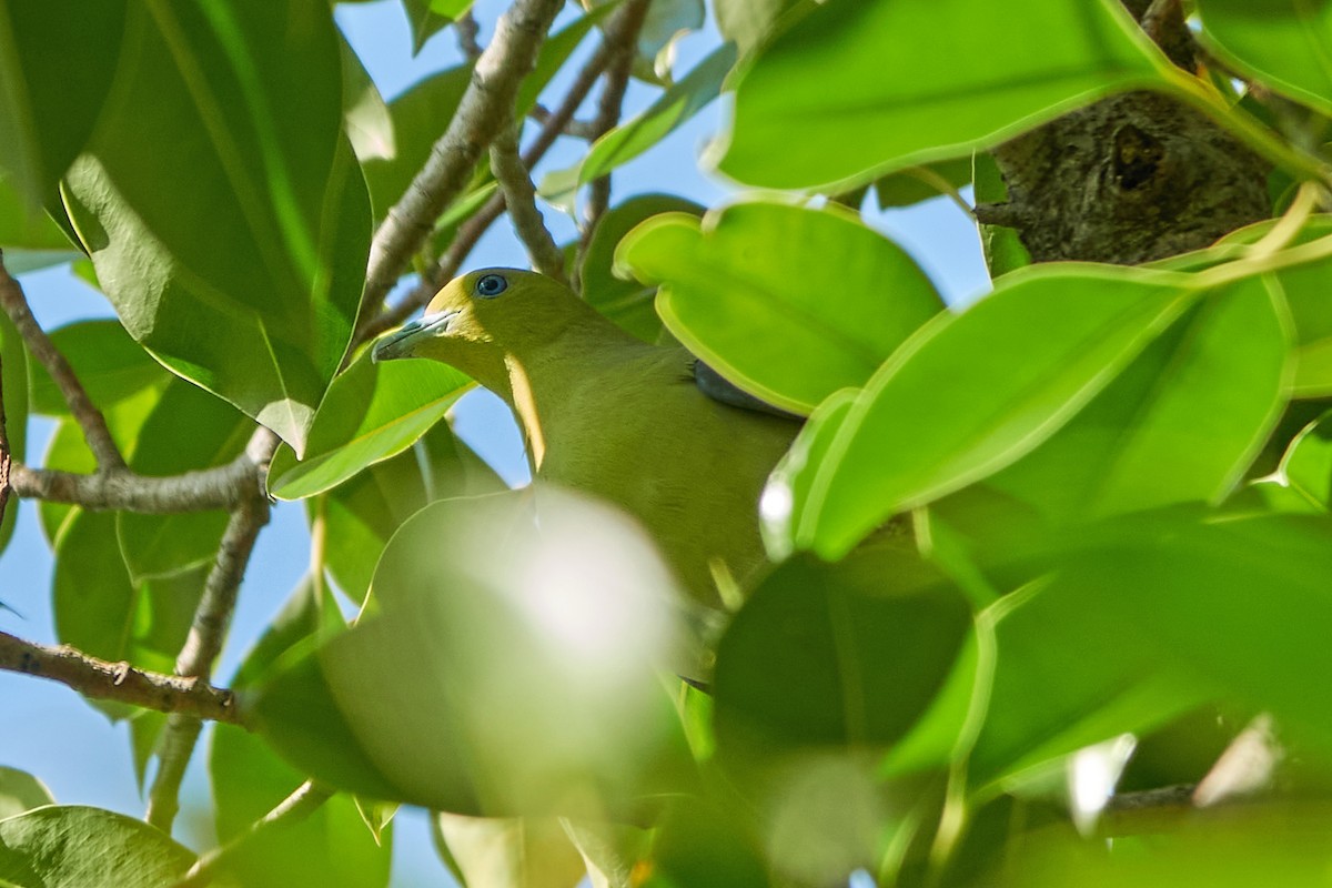 White-bellied Green-Pigeon - Wendy Chao